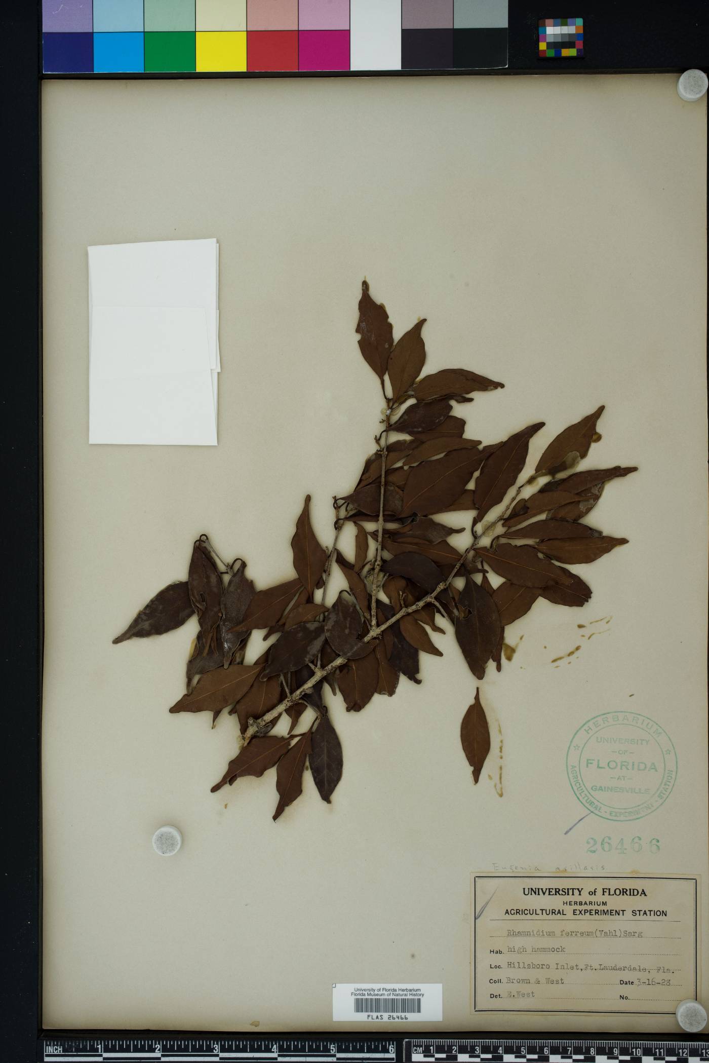 Eugenia axillaris image