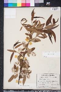 Salix caroliniana image