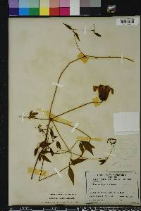 Clematis crispa image