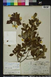 Cliftonia monophylla image