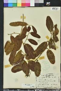 Smilax laurifolia image