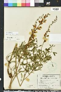 Baptisia albescens image