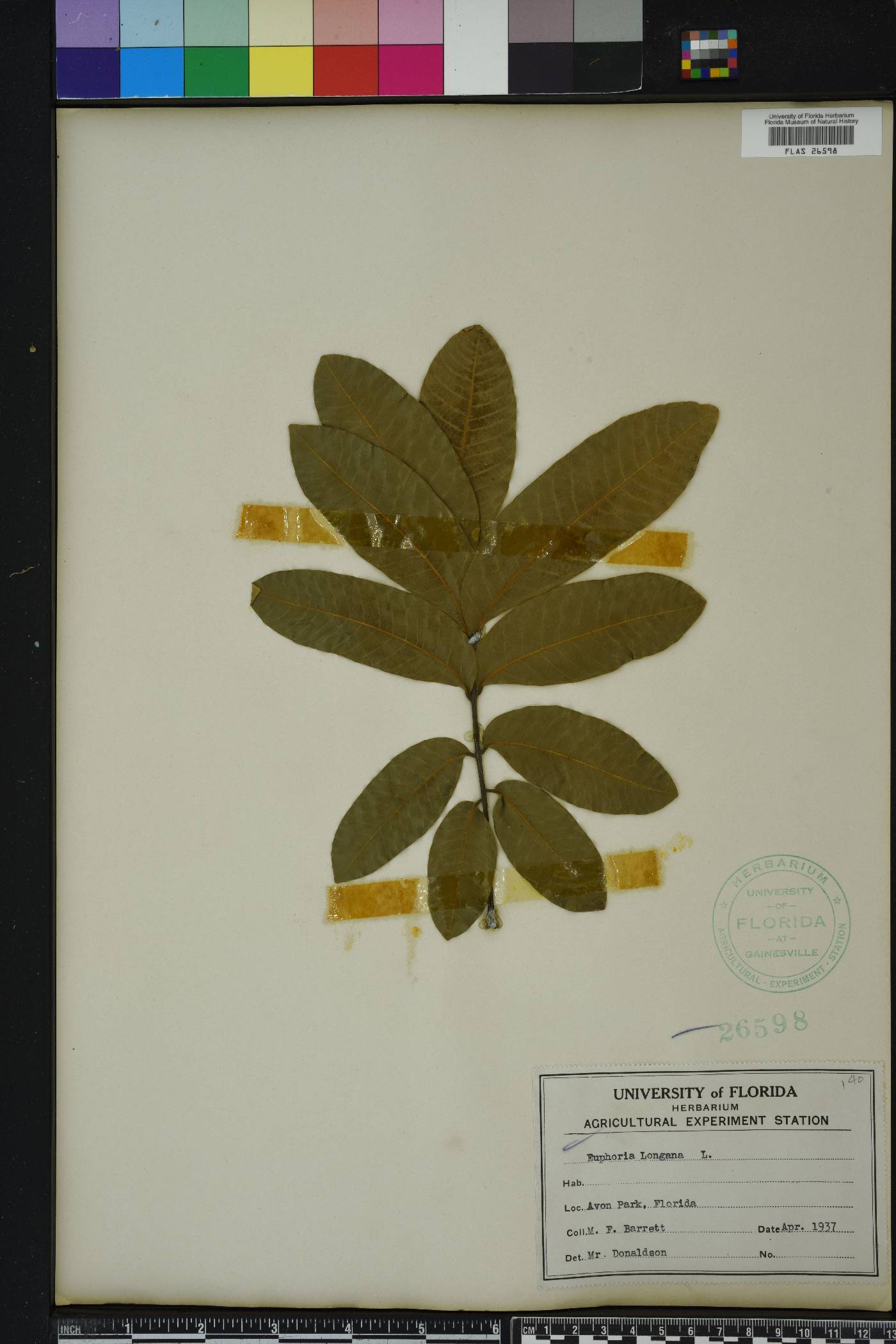Dimocarpus longan image