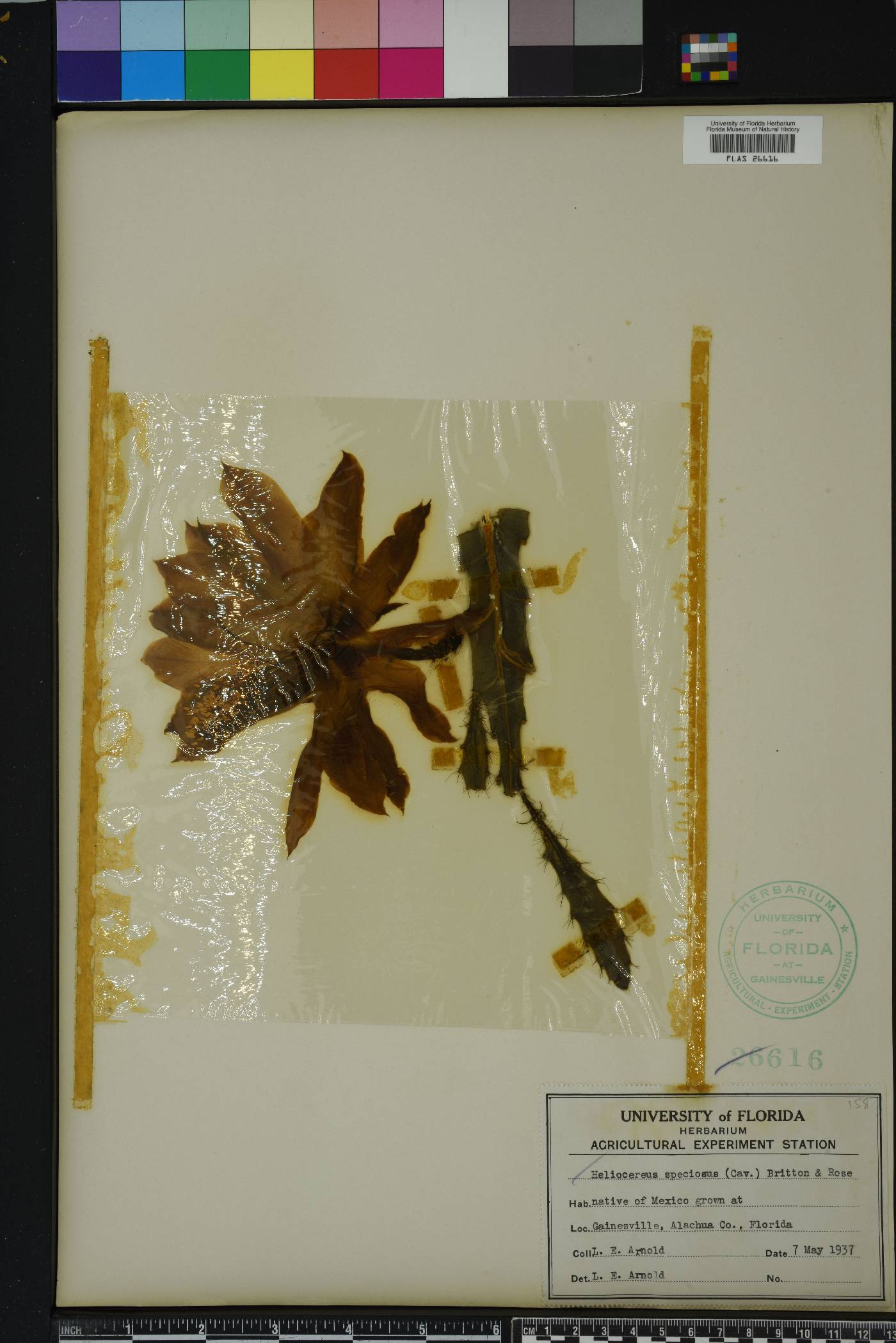 Heliocereus speciosus image