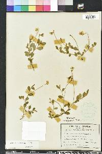 Crotalaria rotundifolia image