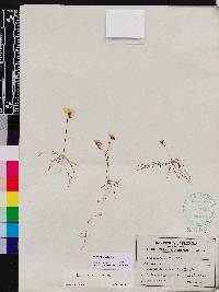 Utricularia gibba image