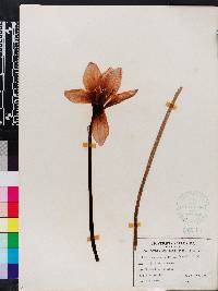 Zephyranthes grandiflora image