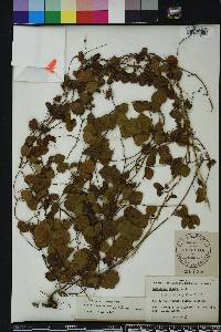 Rhynchosia cinerea image