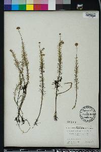 Sclerolepis uniflora image