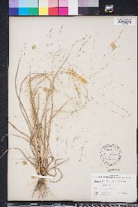 Eragrostis refracta image