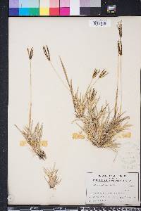 Eustachys petraea image