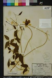 Clematis crispa image