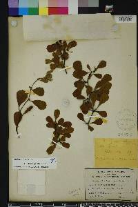 Crataegus michauxii image