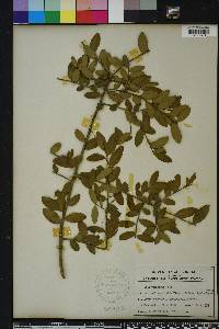 Ilex vomitoria image