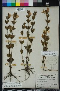 Dyschoriste oblongifolia image