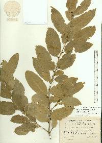 Drypetes lateriflora image