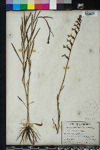 Lobelia glandulosa image