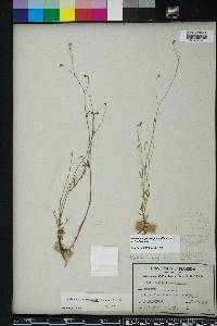 Wahlenbergia marginata image