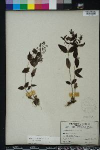 Hedyotis purpurea image