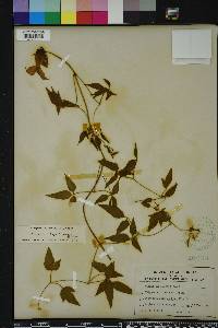 Clematis crispa image