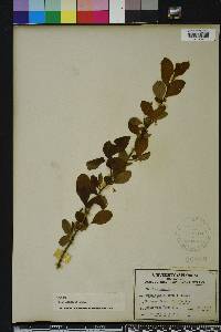 Ilex longipes image