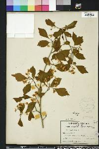 Crataegus viridis image