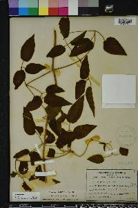 Clematis crispa image