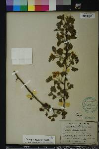 Crataegus marshallii image