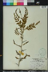 Gleditsia aquatica image