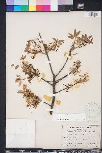 Quercus incana image