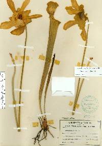 Sarracenia flava image