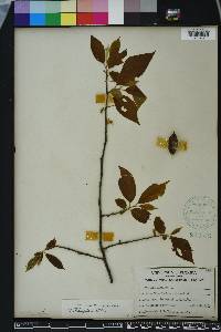 Halesia carolina image