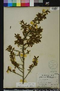 Ilex cassine var. myrtifolia image