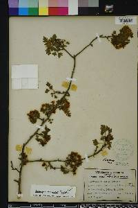 Crataegus marshallii image