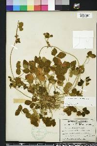 Potentilla indica image