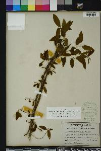 Berchemia scandens image