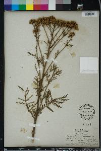 Tanacetum vulgare image