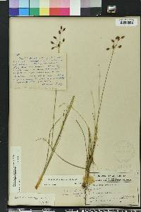 Fimbristylis puberula image