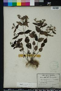 Hedyotis purpurea image