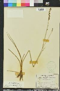 Schoenolirion albiflorum image