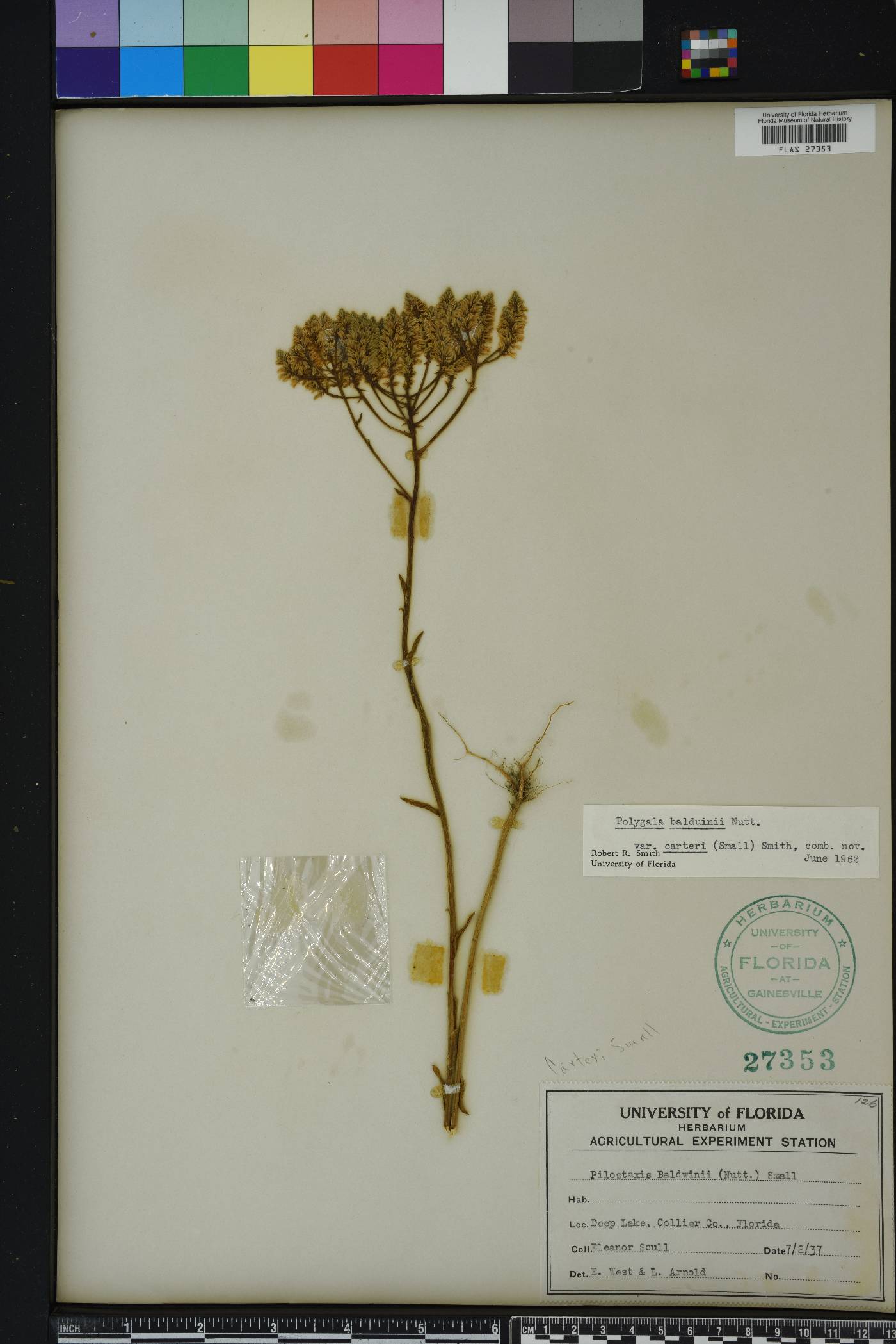 Polygala balduinii var. carteri image