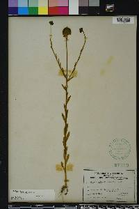 Polygala rugelii image