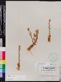 Polygala lutea image