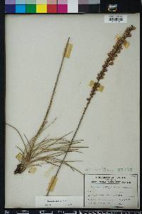 Liatris tenuifolia image