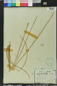 Eleocharis cellulosa image