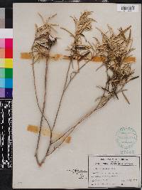 Croton linearis image