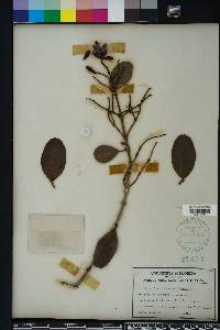 Laguncularia racemosa image