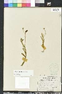 Crotalaria rotundifolia image