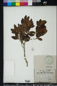 Eugenia foetida image