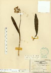 Epidendrum anceps image
